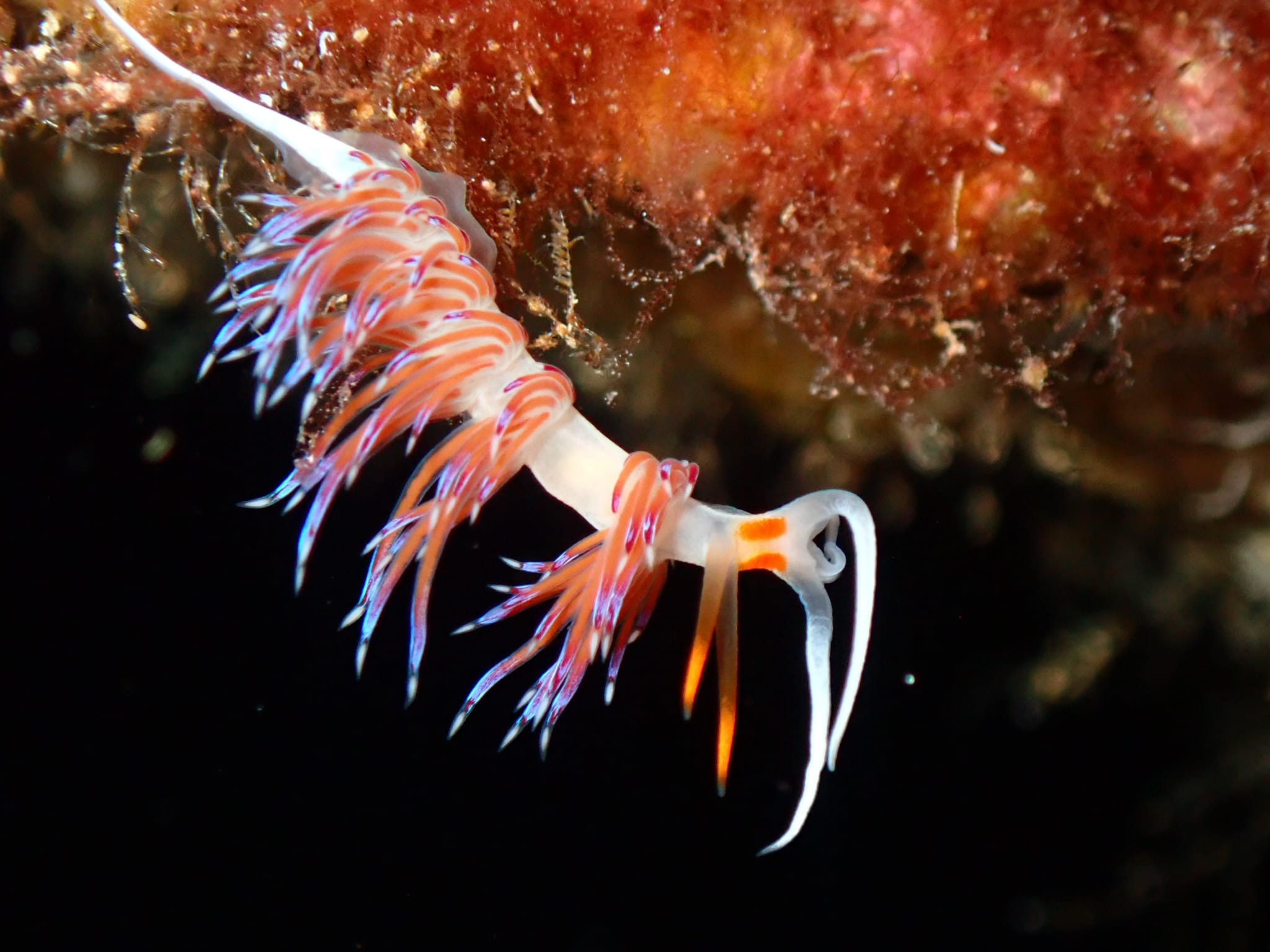 Striped nudibranch
