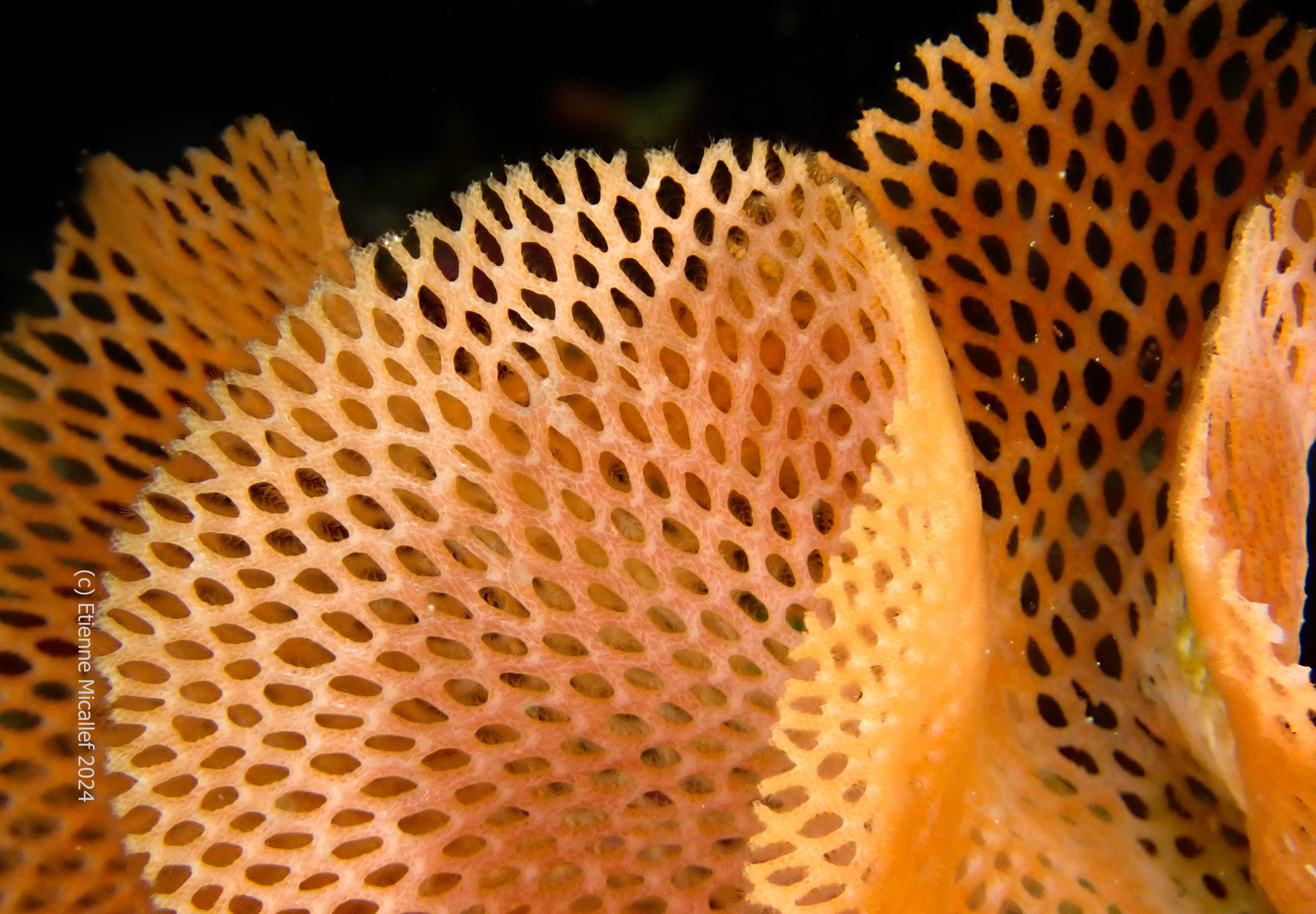 Dive photo 1