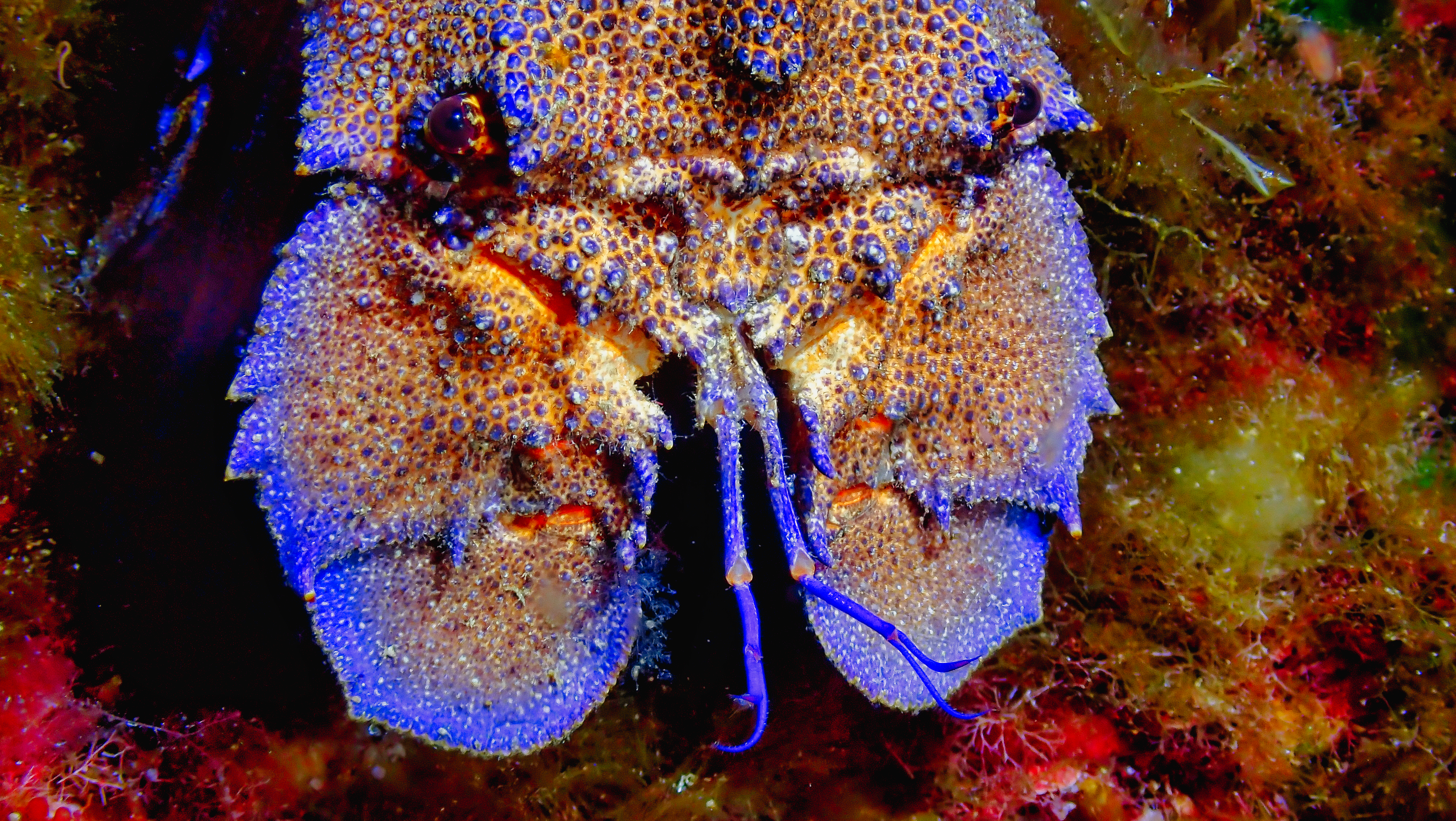 Slipper lobster — a rare find on Gozo's reefs