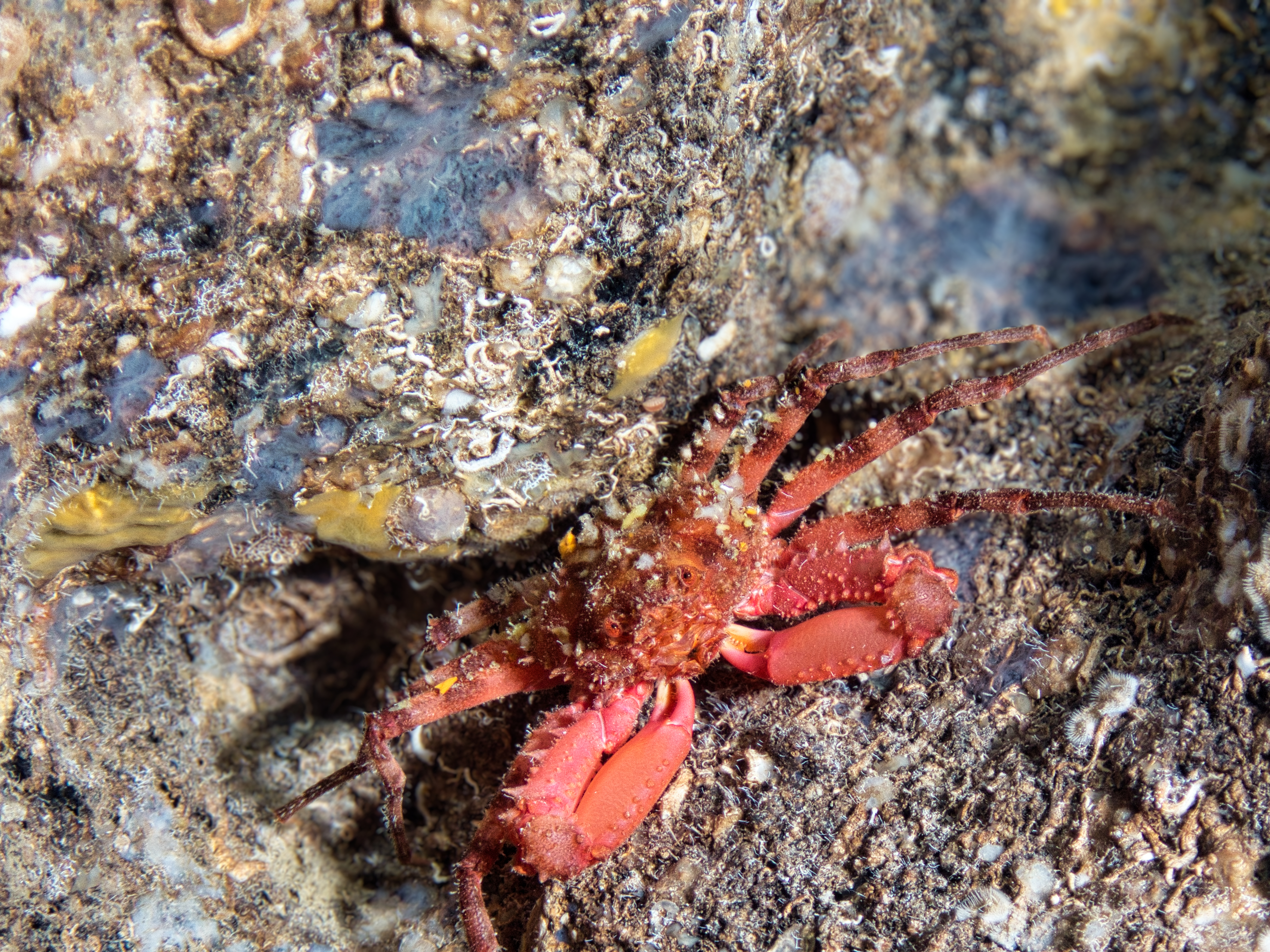 Dive photo 3