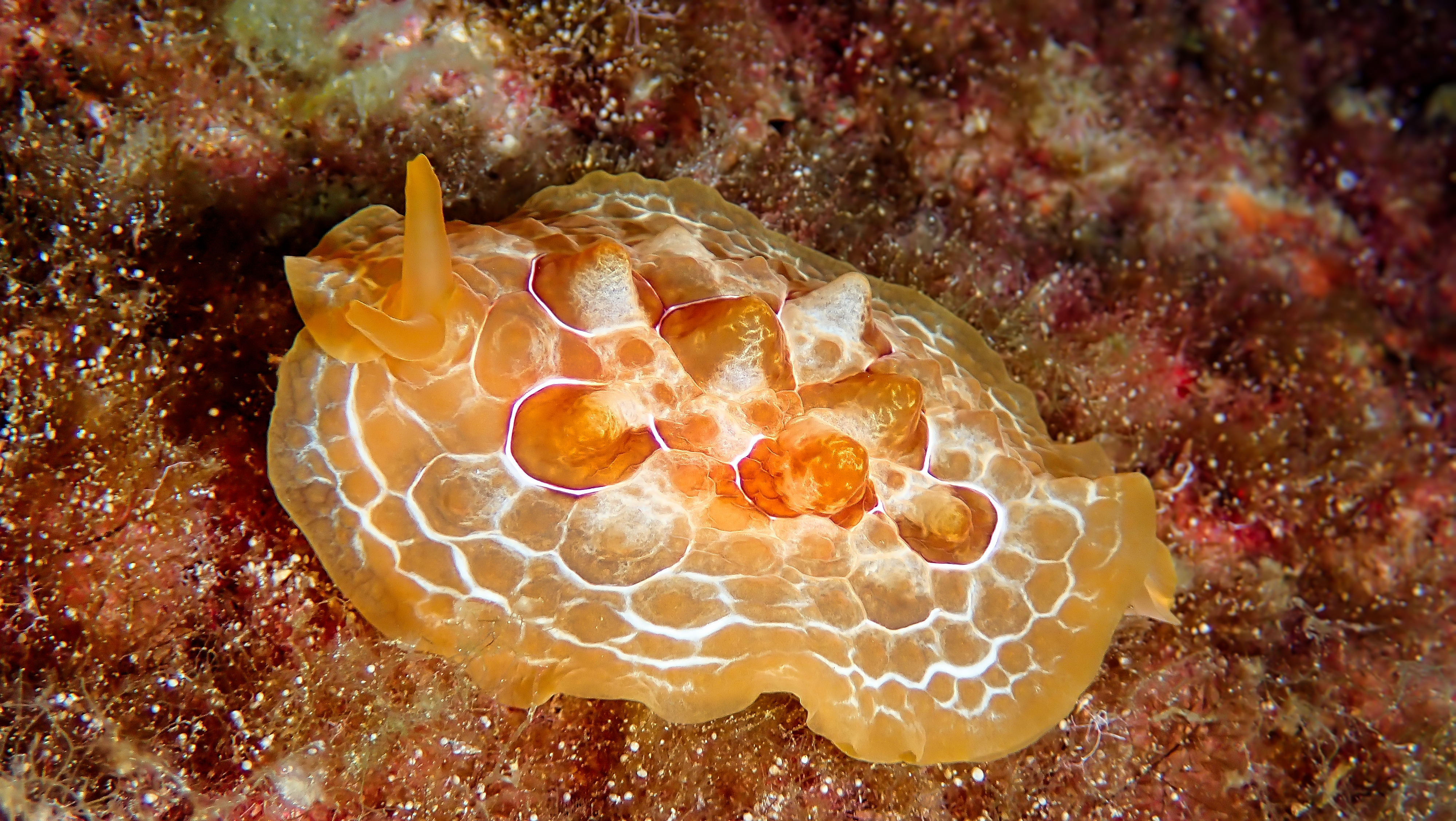 Nudibranch — macro life rewards the keen-eyed diver