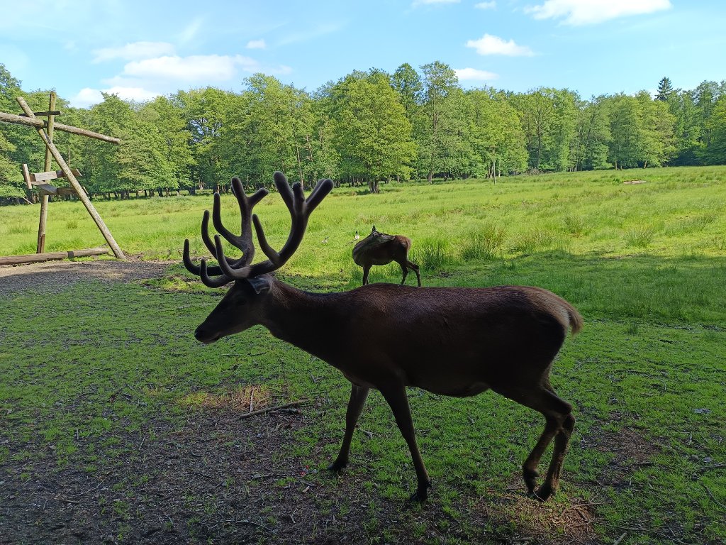 Wildpark Eekholt – Natur pur in Schleswig-Holstein 🦌🐺