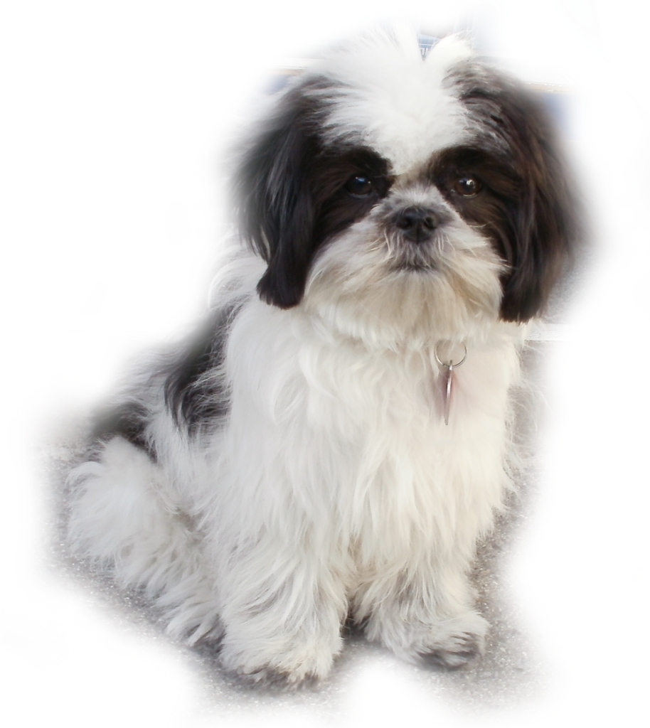 San Carlos Lock and Key Near Me team mascot Tucker