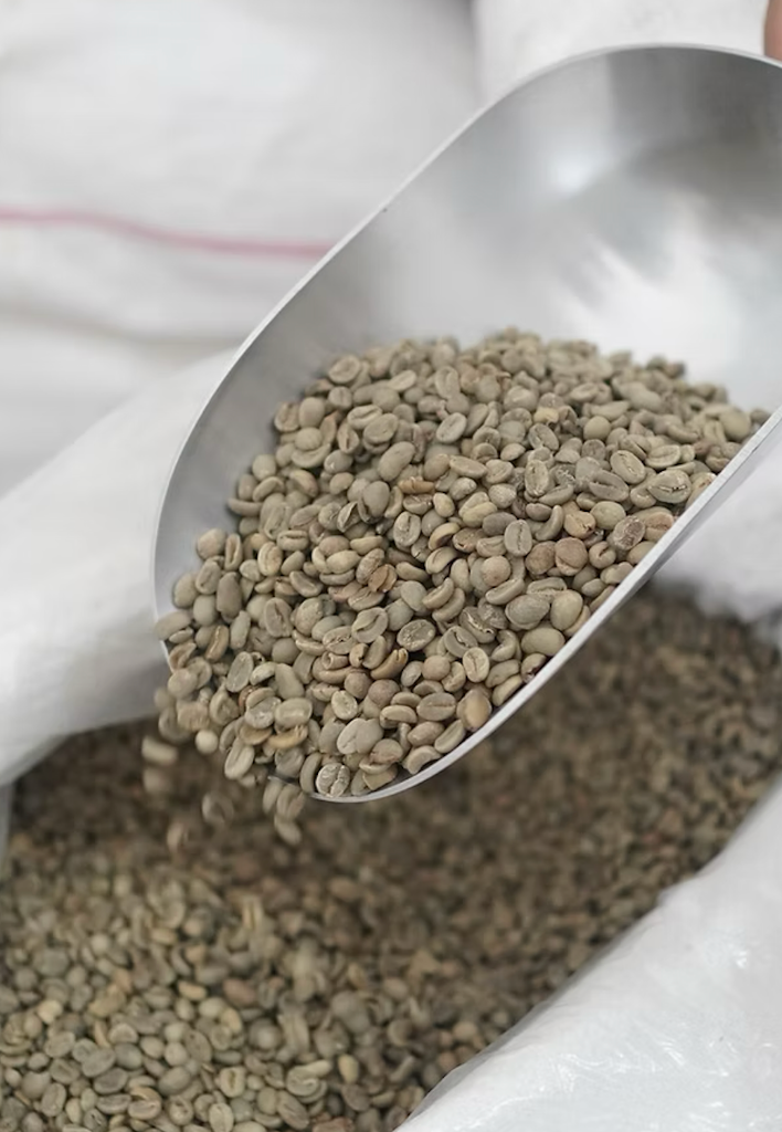 Premium raw green coffee beans scooped from bag
