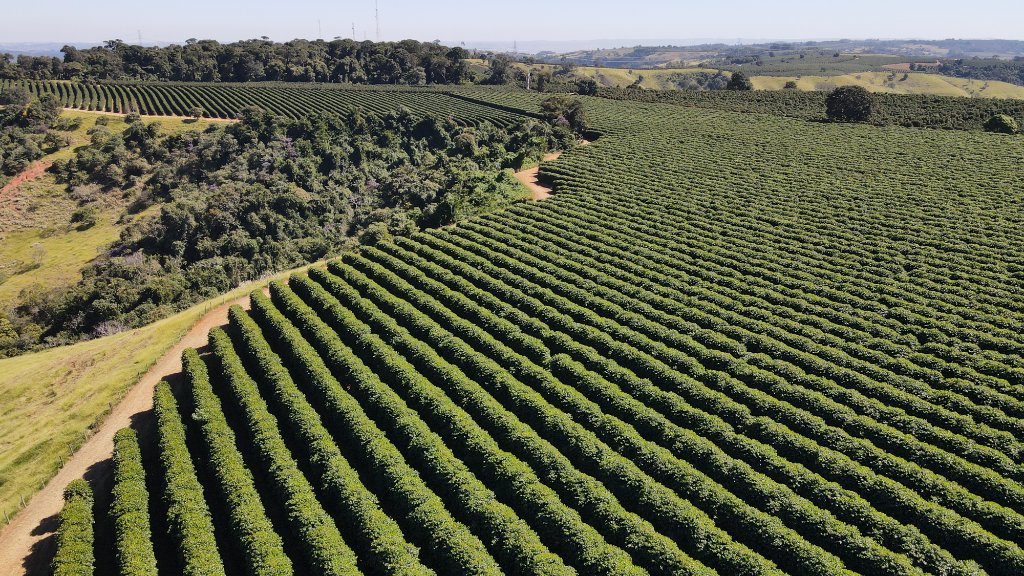 Lush coffee plantation at golden hour