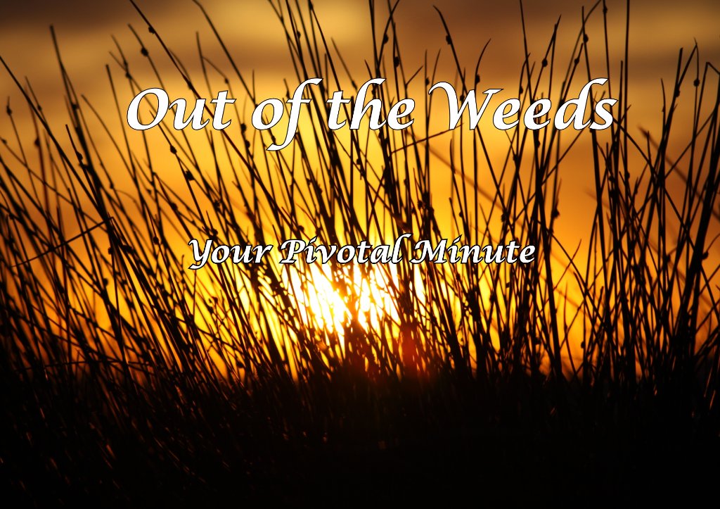 Out of the Weeds