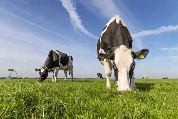 Dairy cows grazing on grass