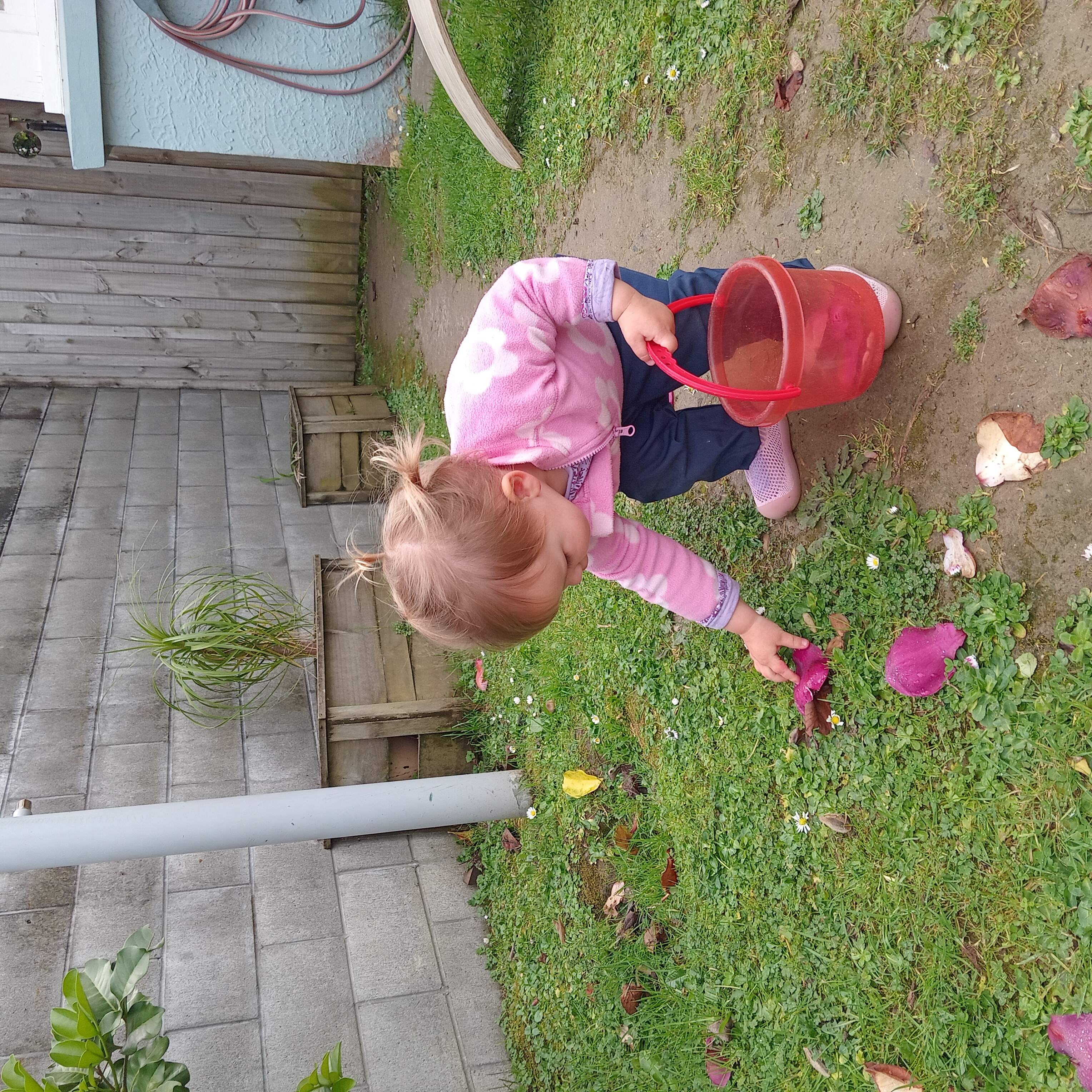 Toddler exploring the garden with a red bucket