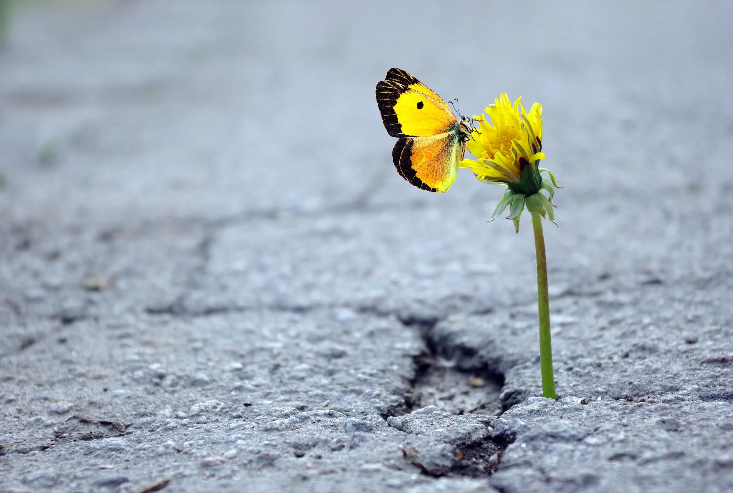 Flower growing through cracked pavement with butterfly — resilience