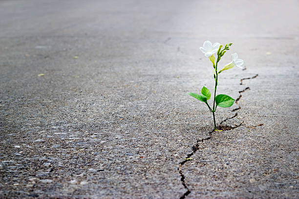 White flower growing through cracked pavement symbolizing resilience and healing