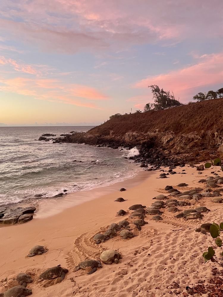 Honu resting on a Maui beach at sunset
