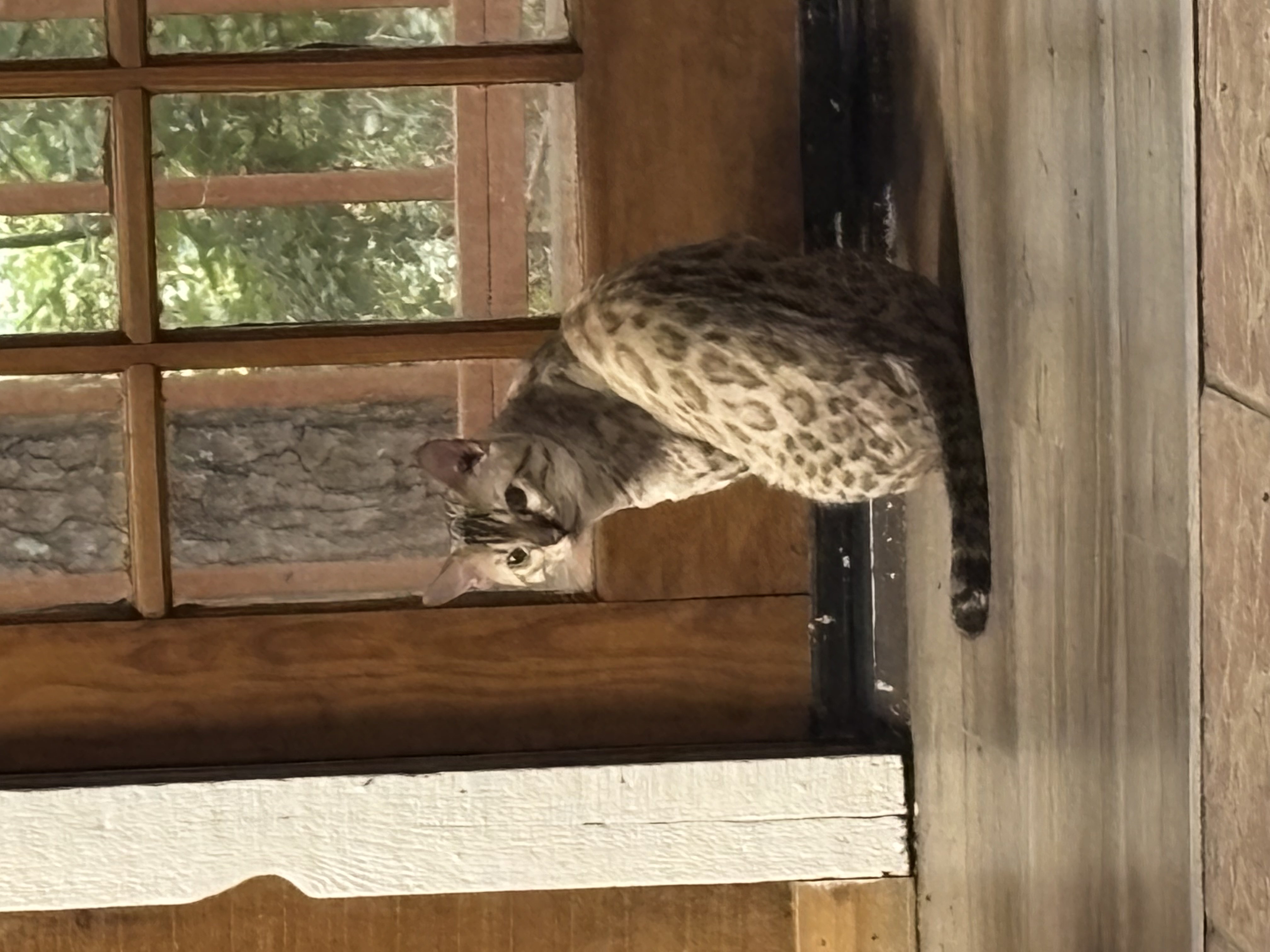 Meow the Chief Morale Officer cat at the 123 Clown and Characters home office in Hoover Alabama