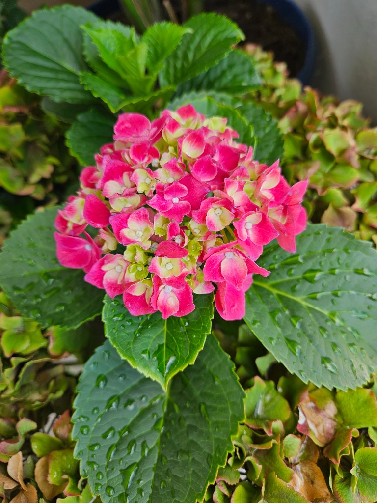 Summer flowers