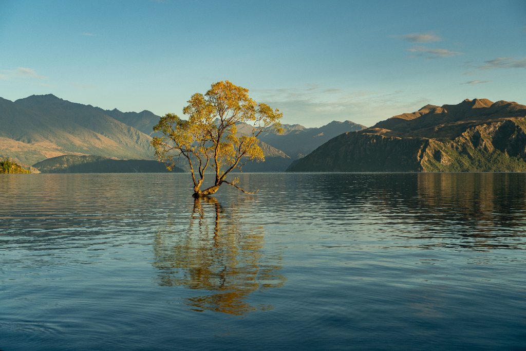 Lone tree in a New Zealand alpine lake