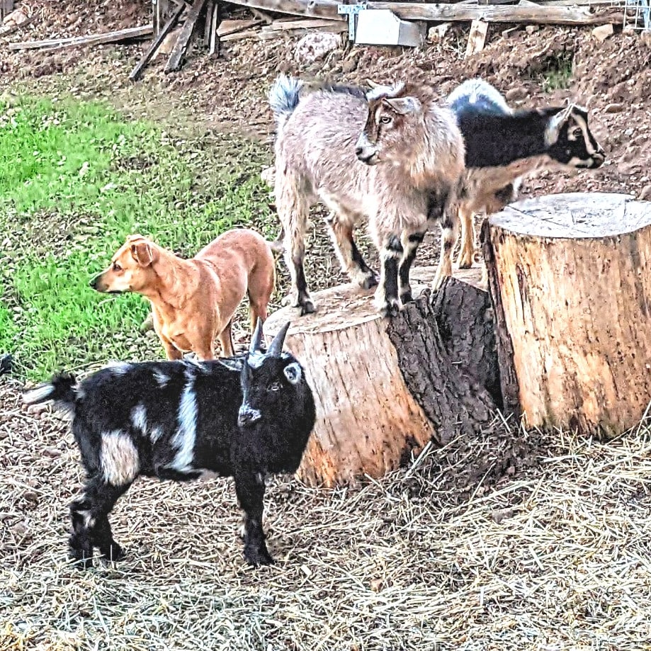 Dr. B's pets, Koozie the dog and Lucky, Dusty, and Ned, the three goats
