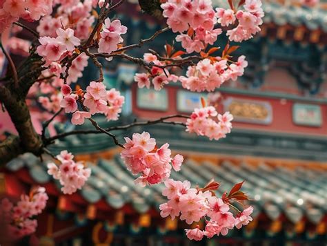 Cherry Blossom Journey