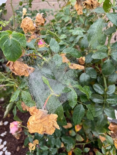 Close-up photo of fine spider mite webbing stretched between rose stems and withered blooms