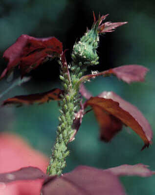 Close-up photo of pale green aphids densely clustered along a rose stem beneath a closed bud