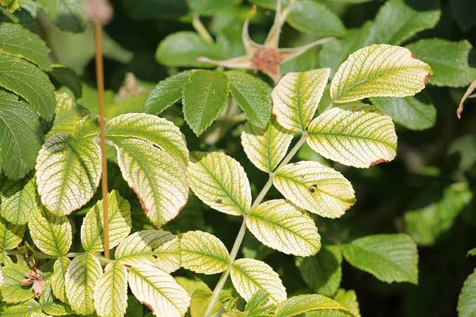 Close-up photo of rose leaves yellowed between dark green veins, showing interveinal chlorosis