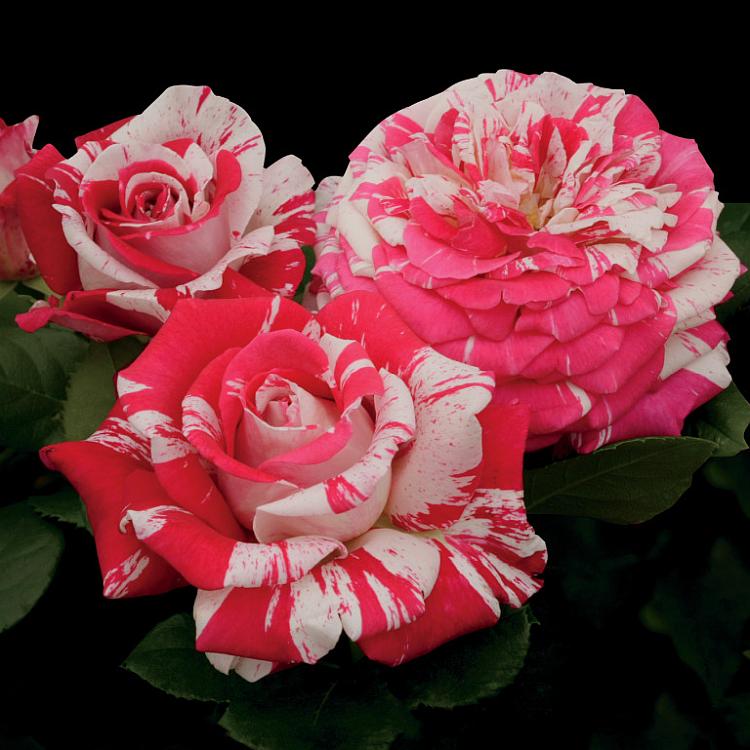Photo of Neil Diamond roses with dramatic magenta-red and creamy white striped petals blooming against a dark background