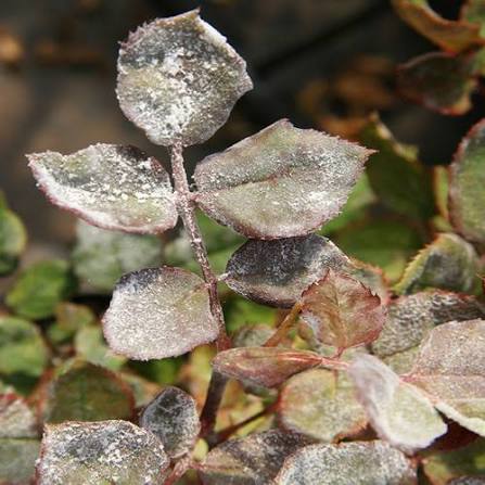 Close-up photo of rose leaves and stems heavily coated in white powdery mildew