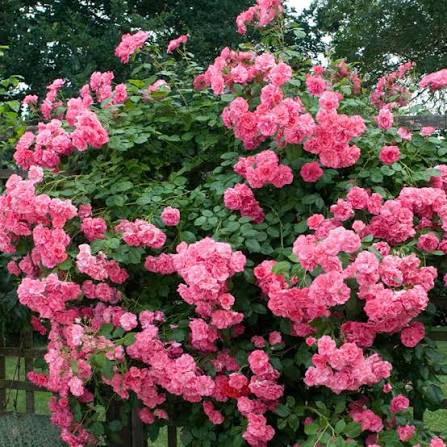 Photo of a large rose bush in full bloom covered in clusters of ruffled pink flowers against deep green foliage and a wooden trellis