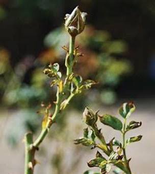 Macro photo of young rose buds on a stem with curled, brown-tipped leaves caused by thrips damage
