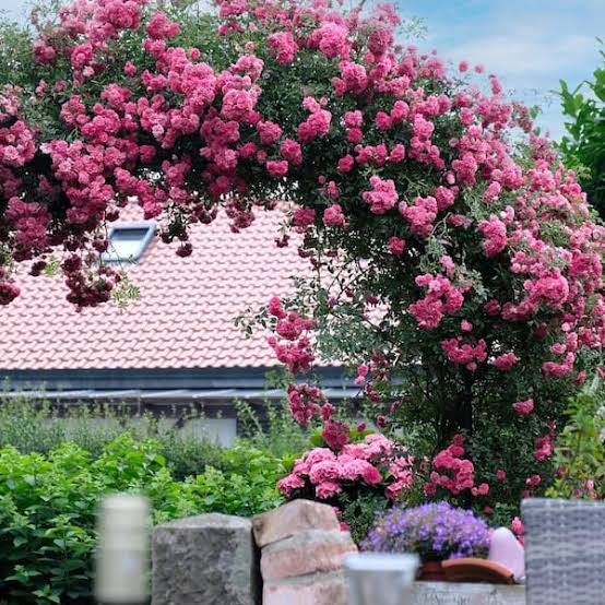 Photo of a flourishing climbing rose archway covered in dense clusters of small pink blossoms