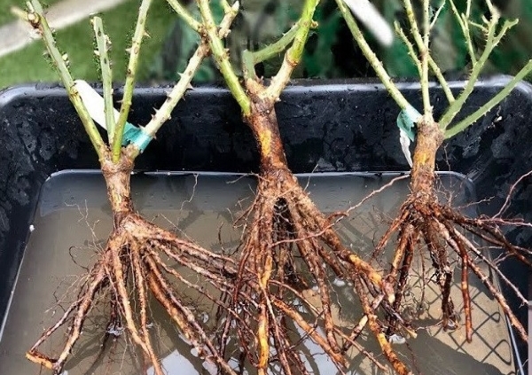 Photo of three bare-root rose plants with pruned, thorny canes and fibrous tan roots soaking in a dark basin of water