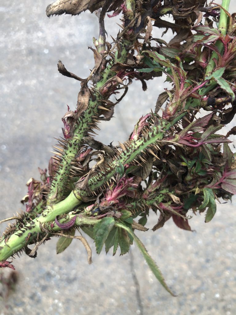 Close-up photo of a witch’s broom of stunted, thorn-covered reddish stems and deformed leaves caused by rose rosette disease