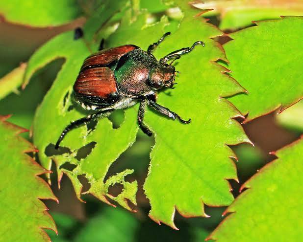 Close-up photo of a copper-and-green Japanese beetle clinging to a partially skeletonized rose leaf
