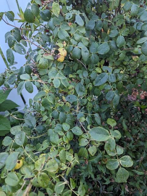 Photo of a dense, leafy rose bush with plenty of green foliage but no blooms