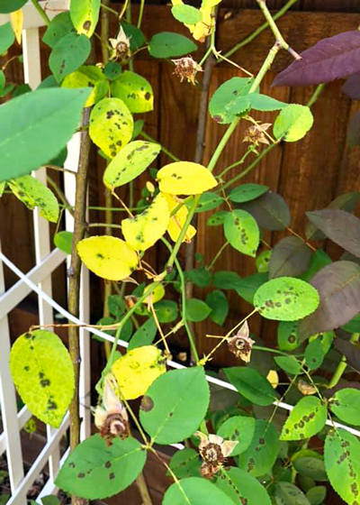 Photo of a rose on a trellis with yellow and green leaves spotted with black lesions