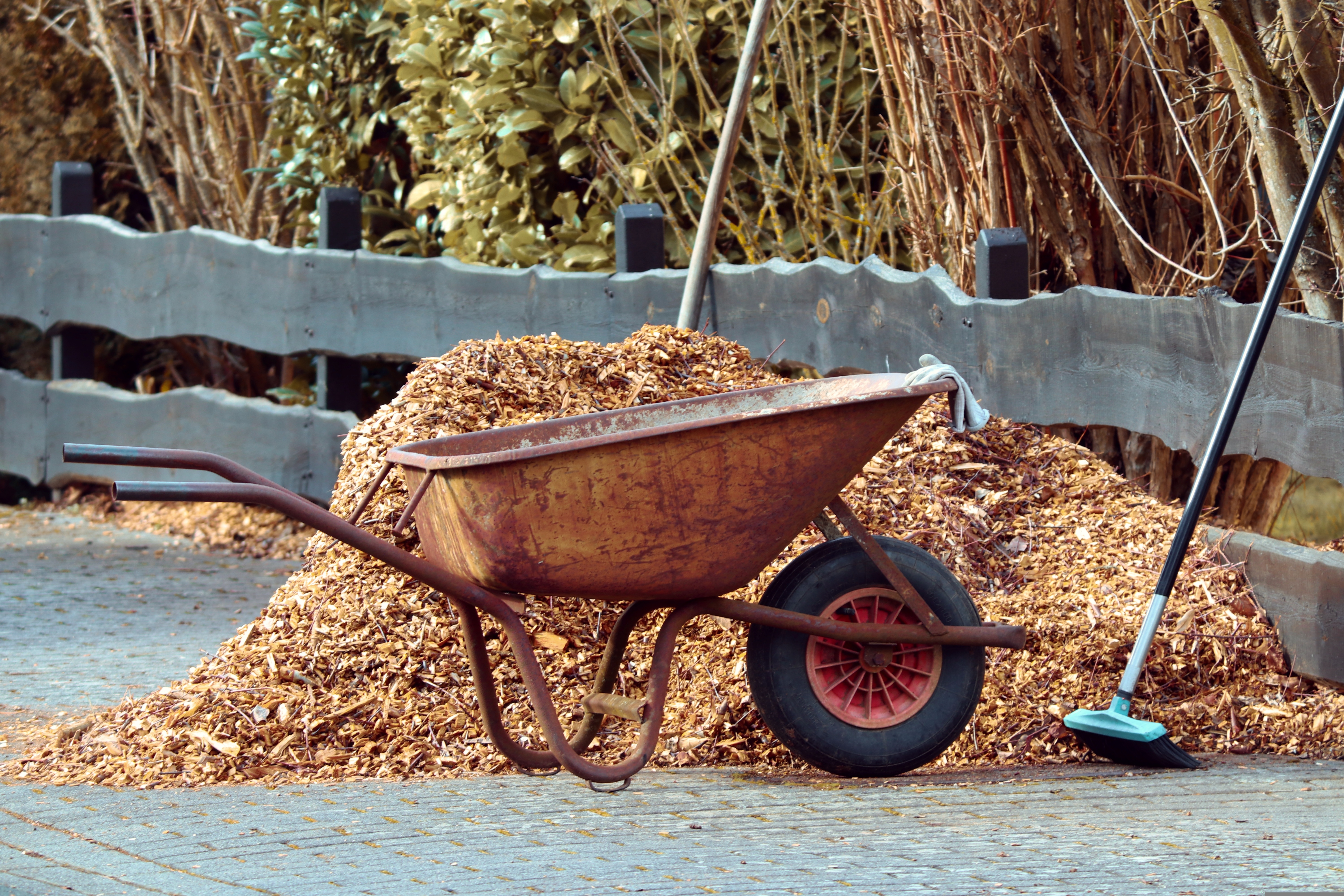 Photo of a weathered wheelbarrow and a large pile of wood chip mulch in front of a wooden fence in a dormant late-autumn garden