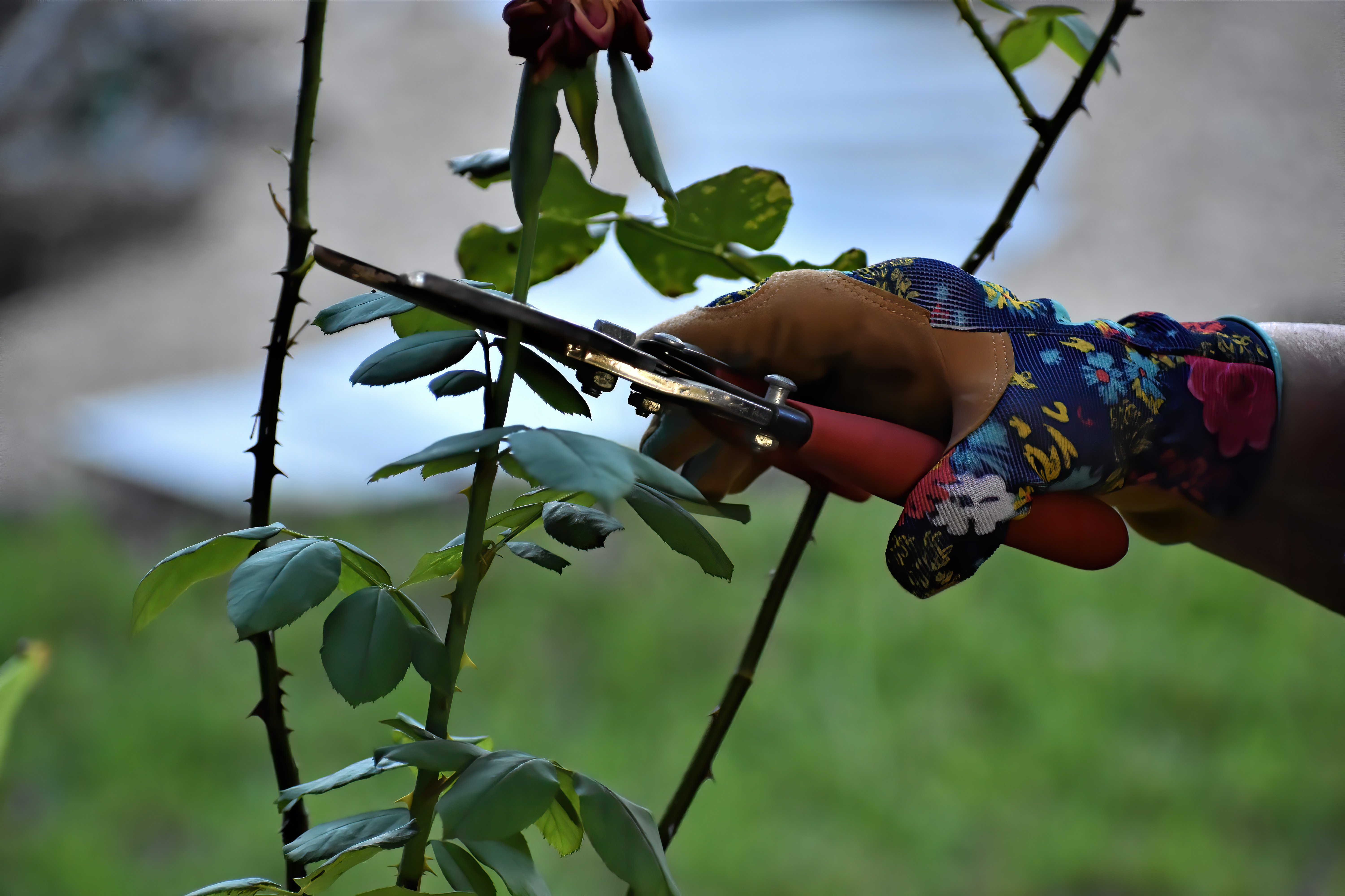 Photo of a gloved hand making a precise cut on a thorny rose stem with red-handled pruning shears, with a deep red rose bloom blurred in the background