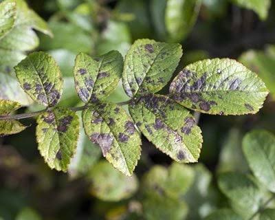 Close-up photo of rose leaves covered with irregular dark black spot lesions, with slight yellowing at the leaf edges