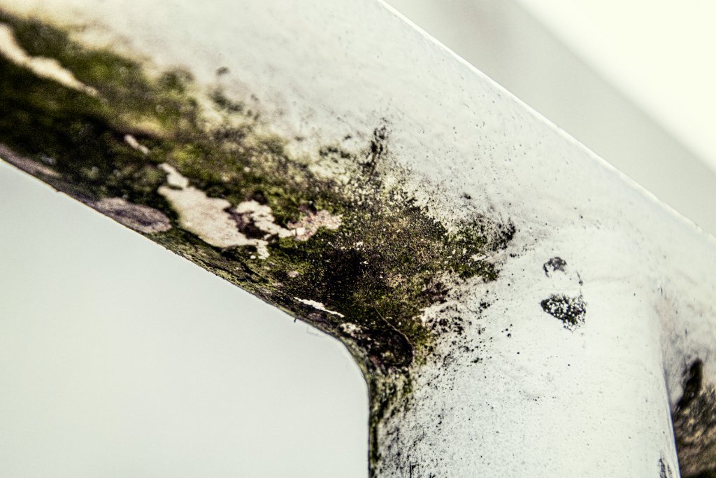 Mold remediation process