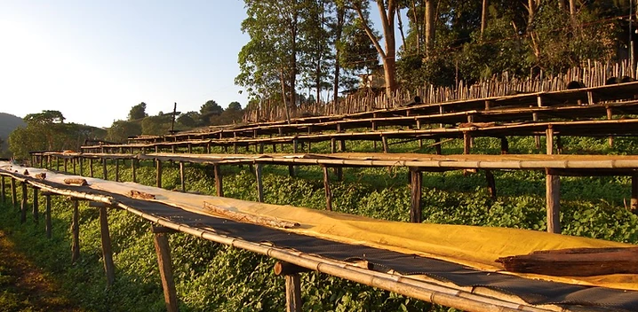 Coffee drying beds in Guji, Ethiopia