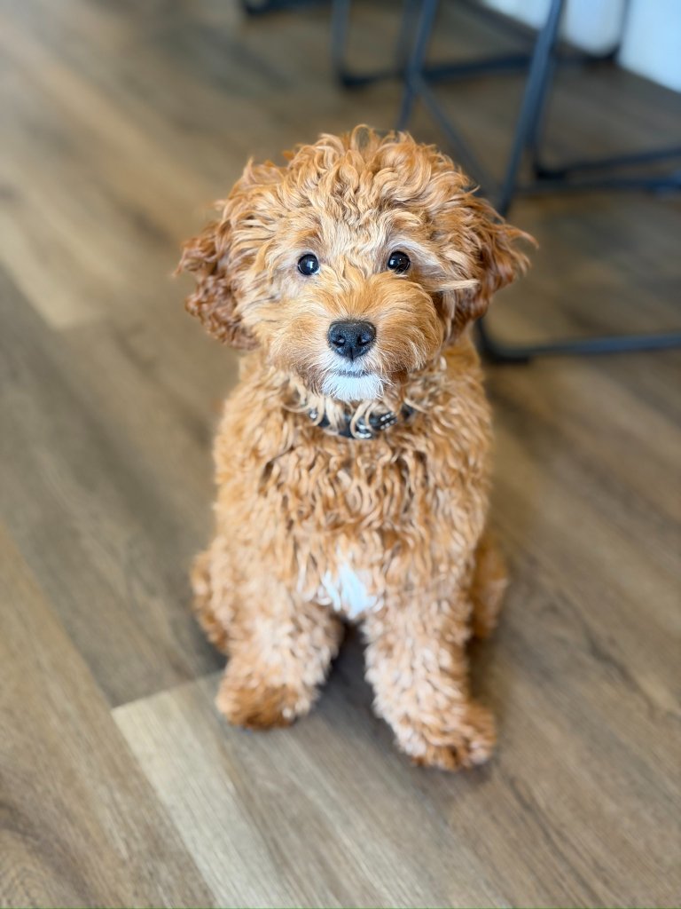 Cream Micro Mini Goldendoodle puppy