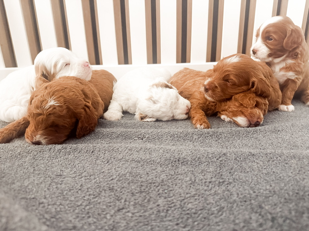 Newborn Goldendoodle puppies โ group photo