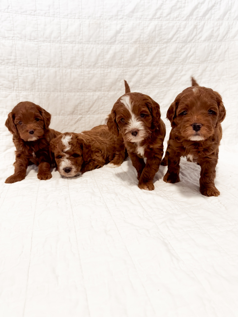 Coming Soon Litter