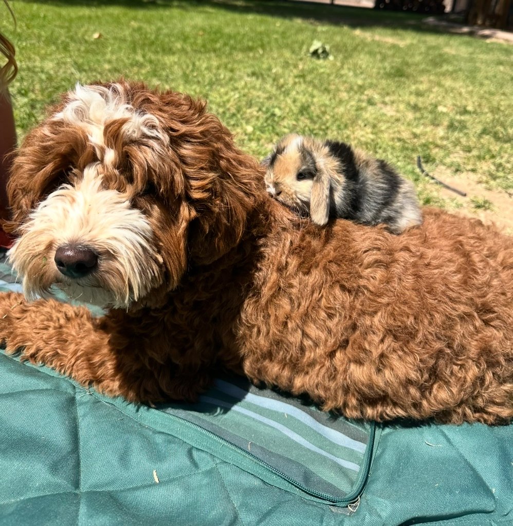 Goldendoodle puppy resting with a bunny friend at K Farm
