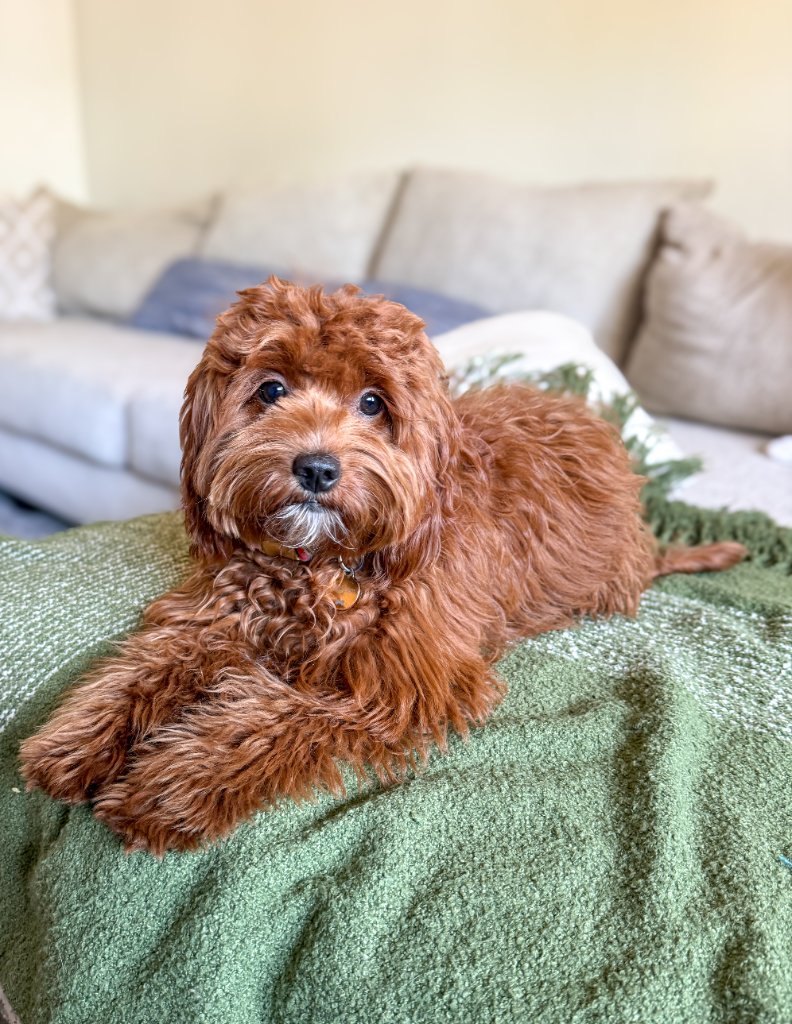 Pepper — K Farm breeding female Goldendoodle