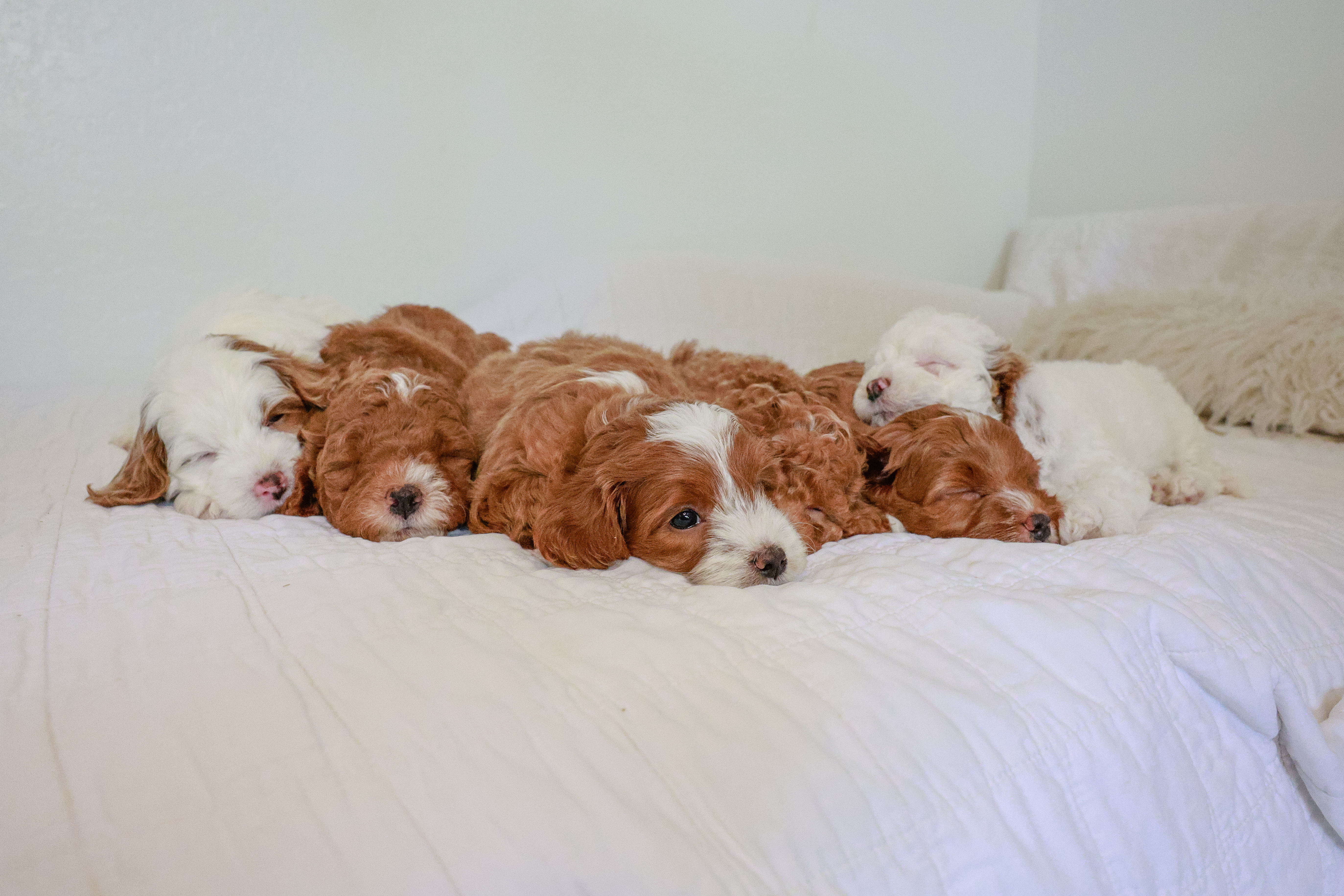 Jersey Shore litter puppies sleeping together