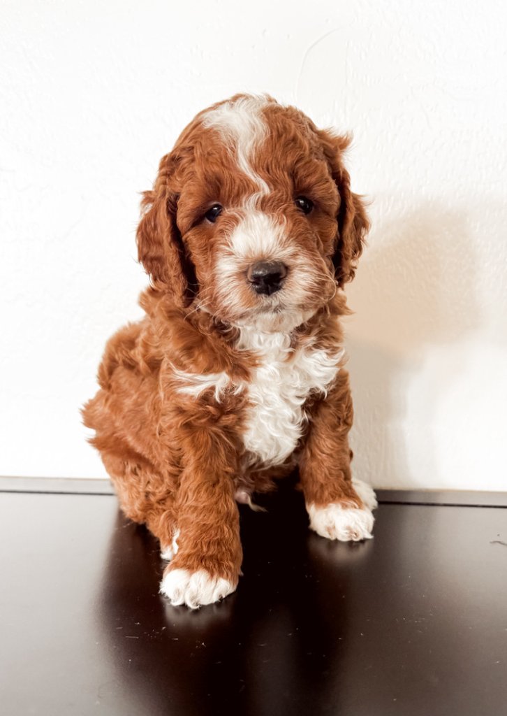 Adorable Micro Mini Goldendoodle puppy