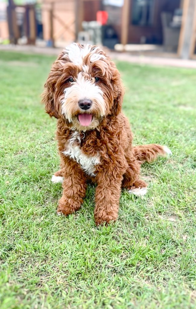 Charlie — K Farm breeding female Goldendoodle