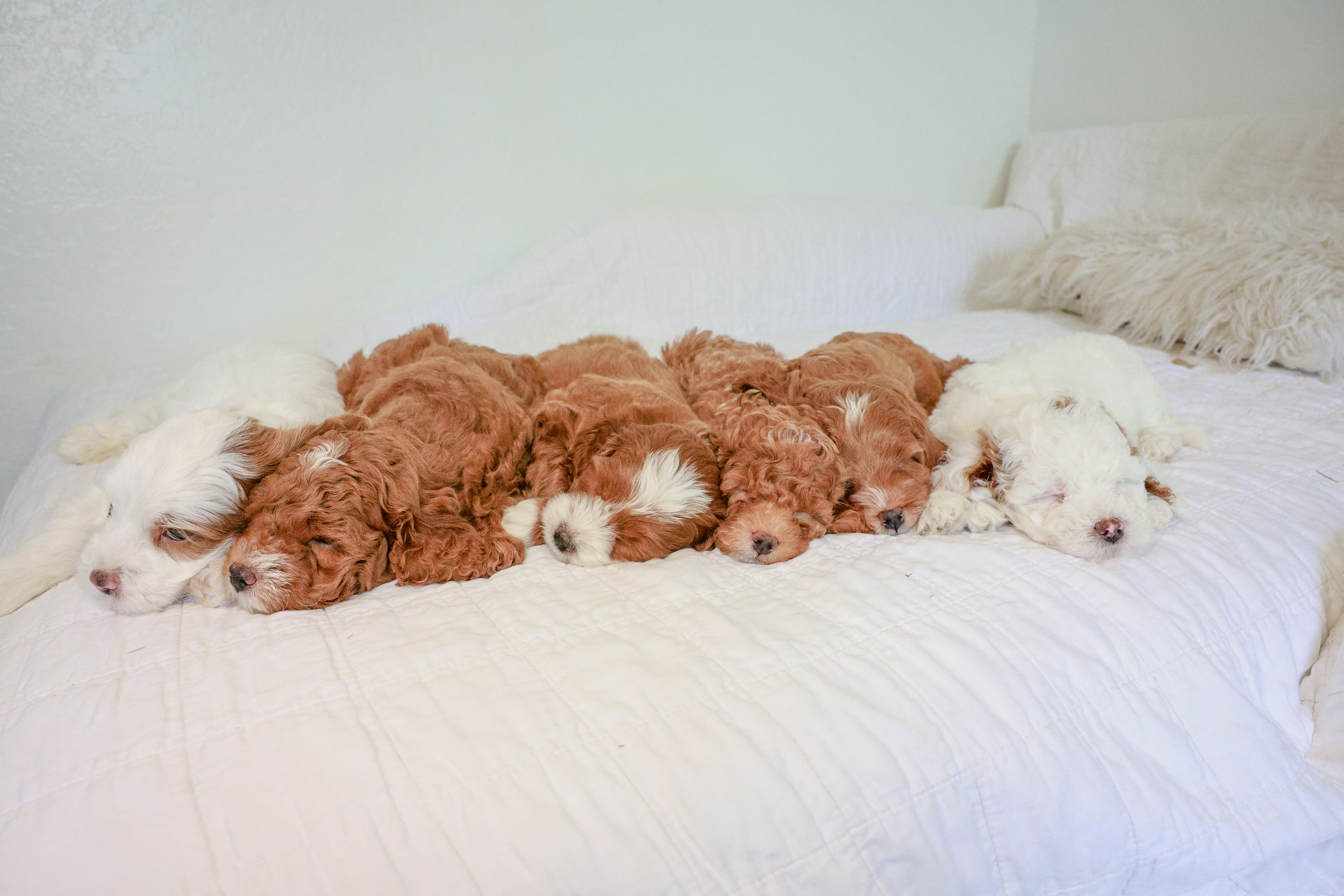 Sleeping Goldendoodle puppies