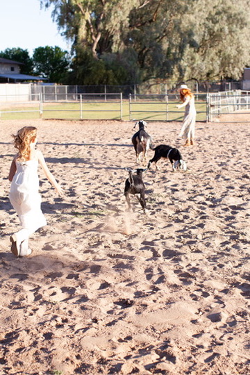 K Farm city farm in Chandler, Arizona