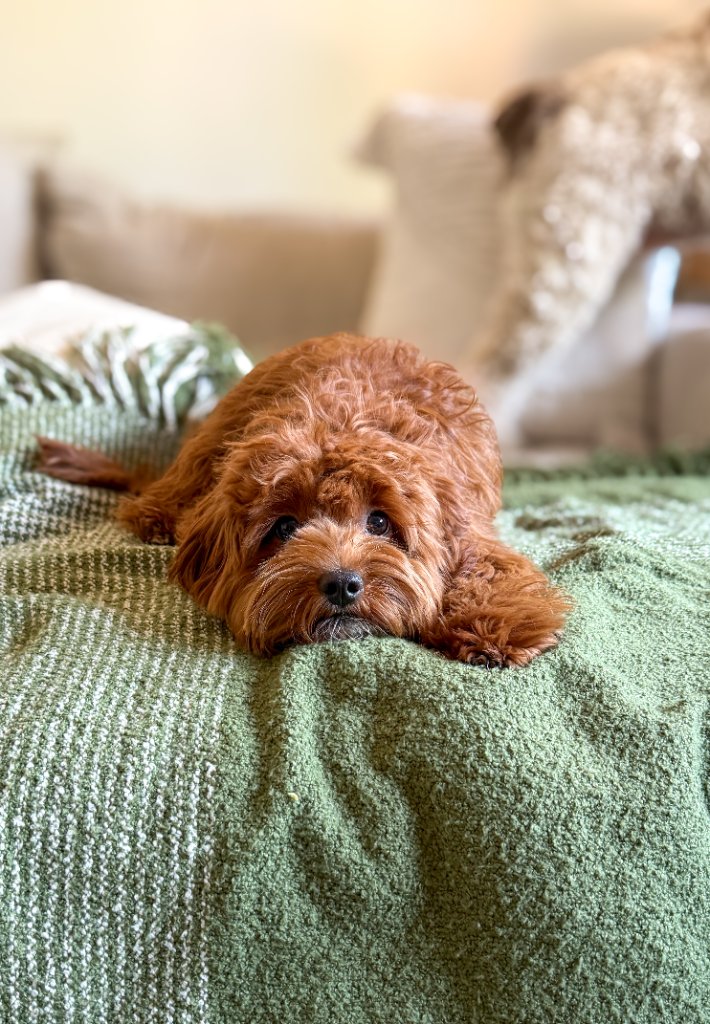 Pepper — K Farm breeding female Goldendoodle