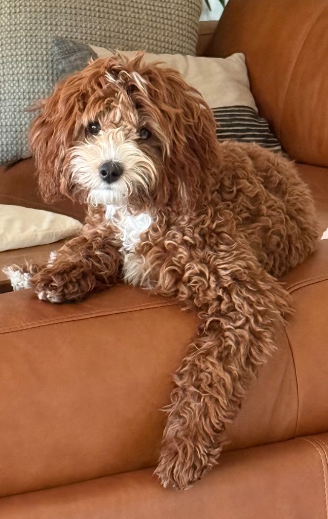 Rae — K Farm breeding female Goldendoodle